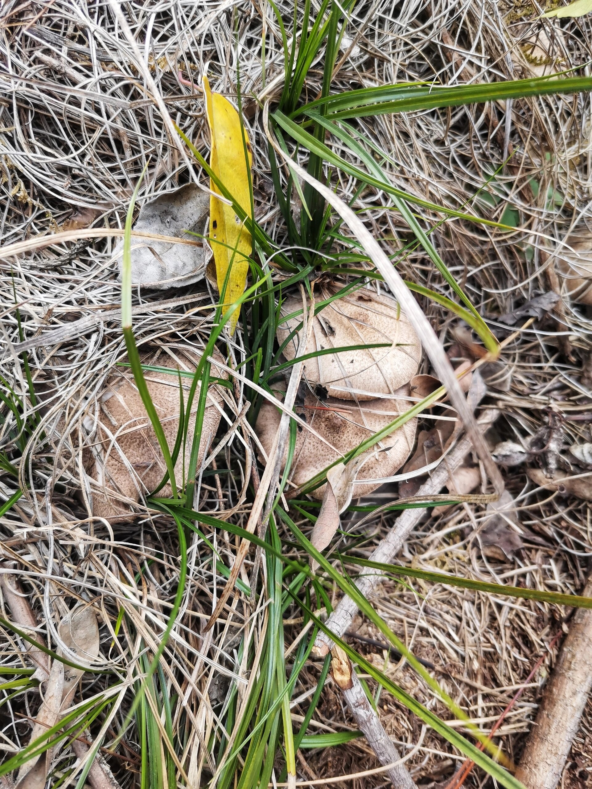 爽滑软嫩的野生茅草菌,爬了两座山的收获!
