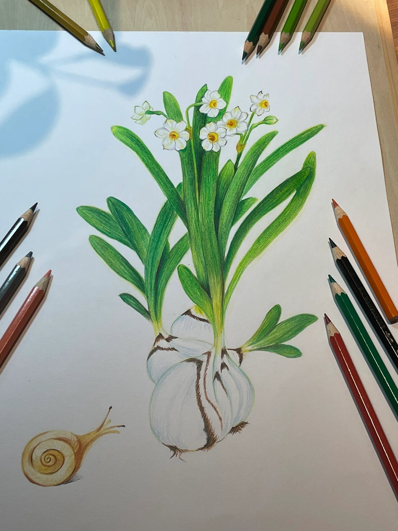 彩铅花卉-水仙花终于画好了