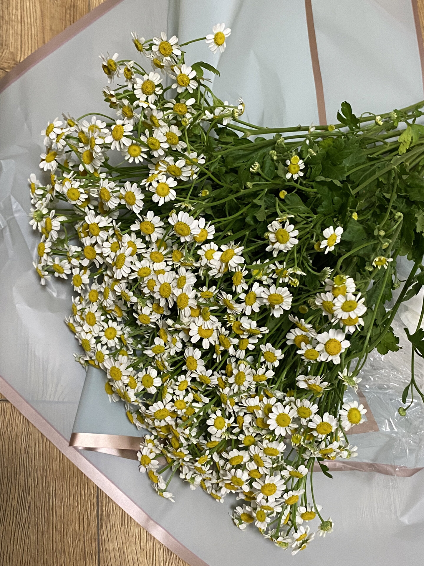 洋甘菊|花期长|花语棒 7815涨个知识 洋甘菊别称又叫罗马洋甘菊