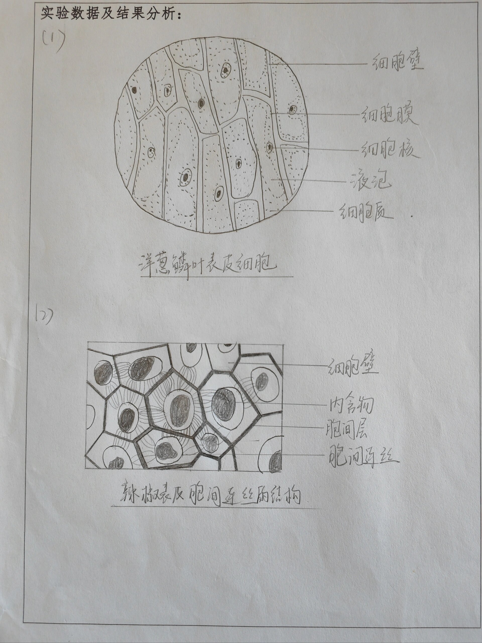 植物学实验报告手绘图
