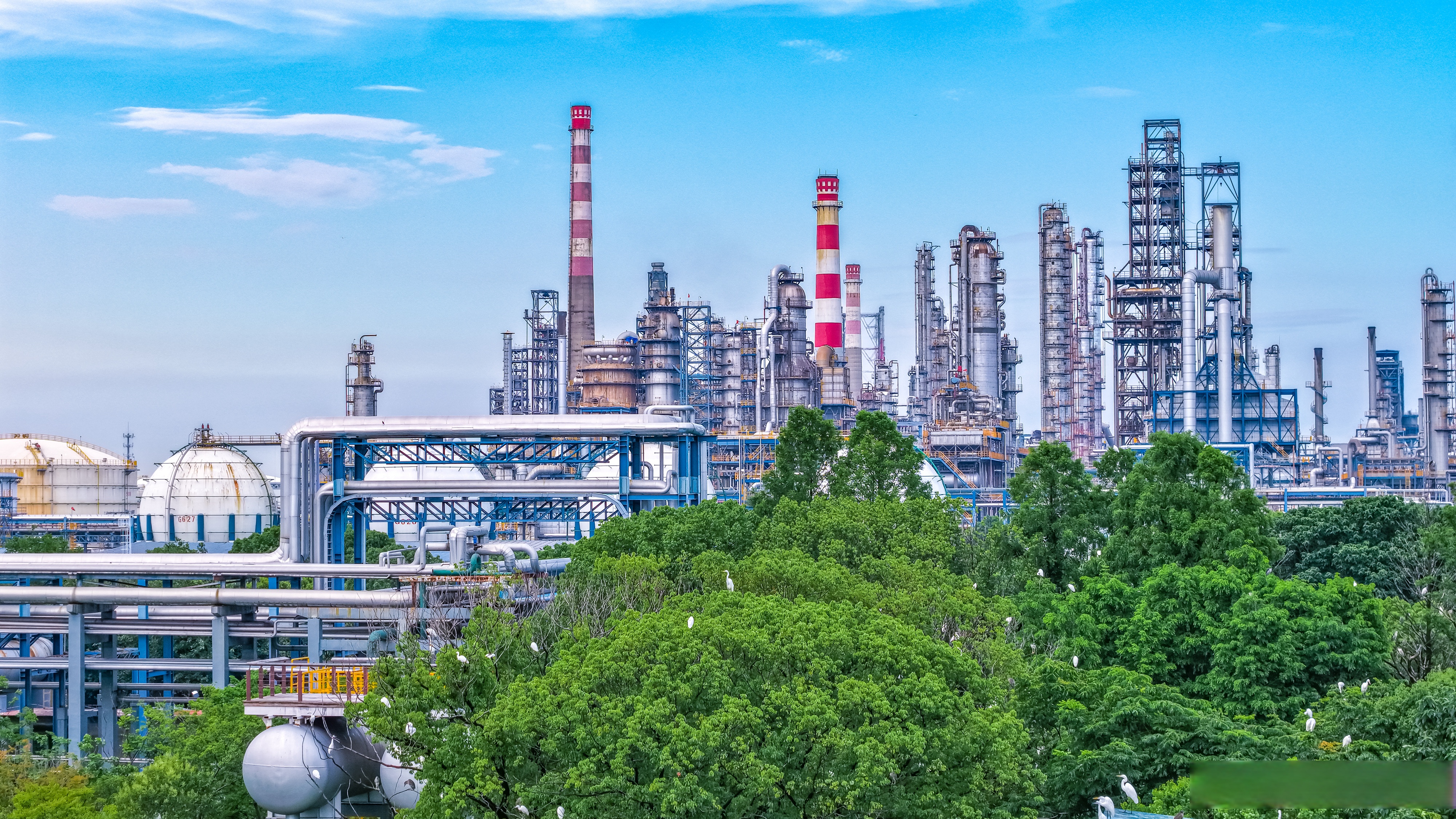 石化厂区里的白鹭天堂】你敢相信这样的场景是在化工厂里吗?