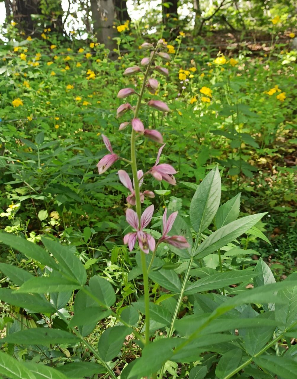 东北野草花(二十九)白鲜 芸香科白鲜属多年生宿根草本植物.