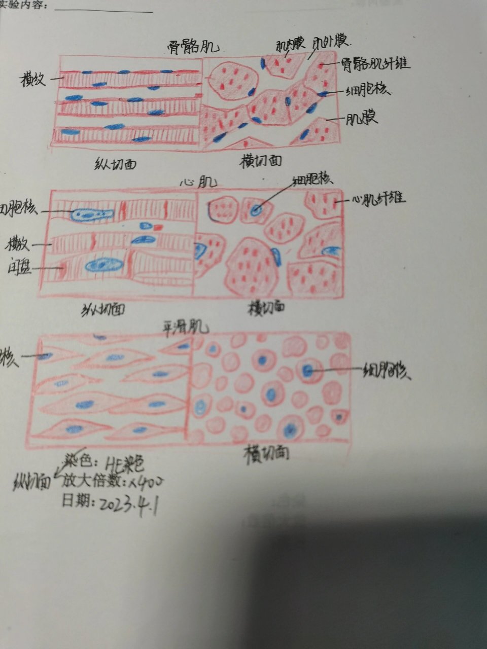 骨骼肌实验报告手绘图图片