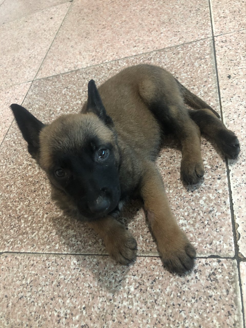 刚回家的马犬宝宝 超级活跃的马犬宝宝,除了淘气还很粘人 ,胆子也大