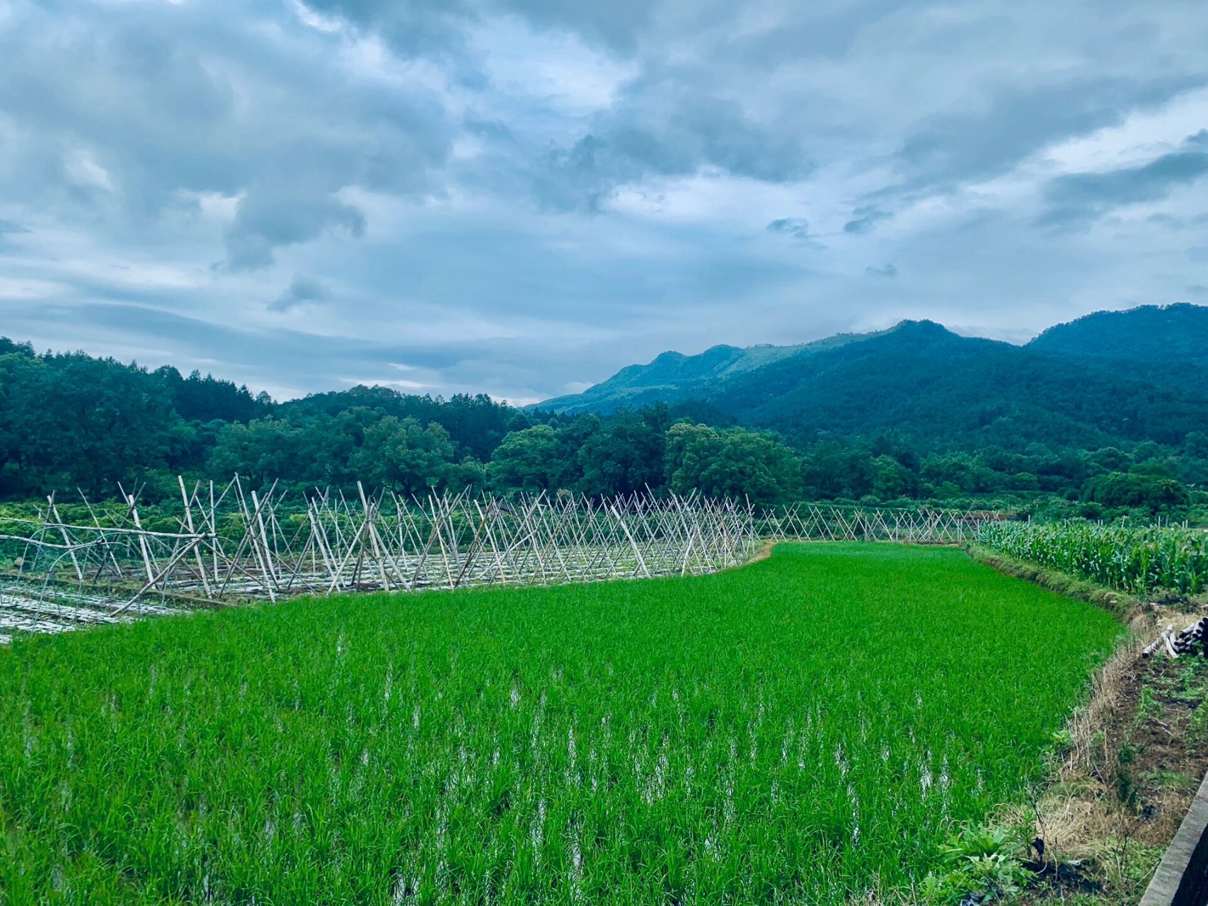 逍遥湖景区·打卡上茯荔村