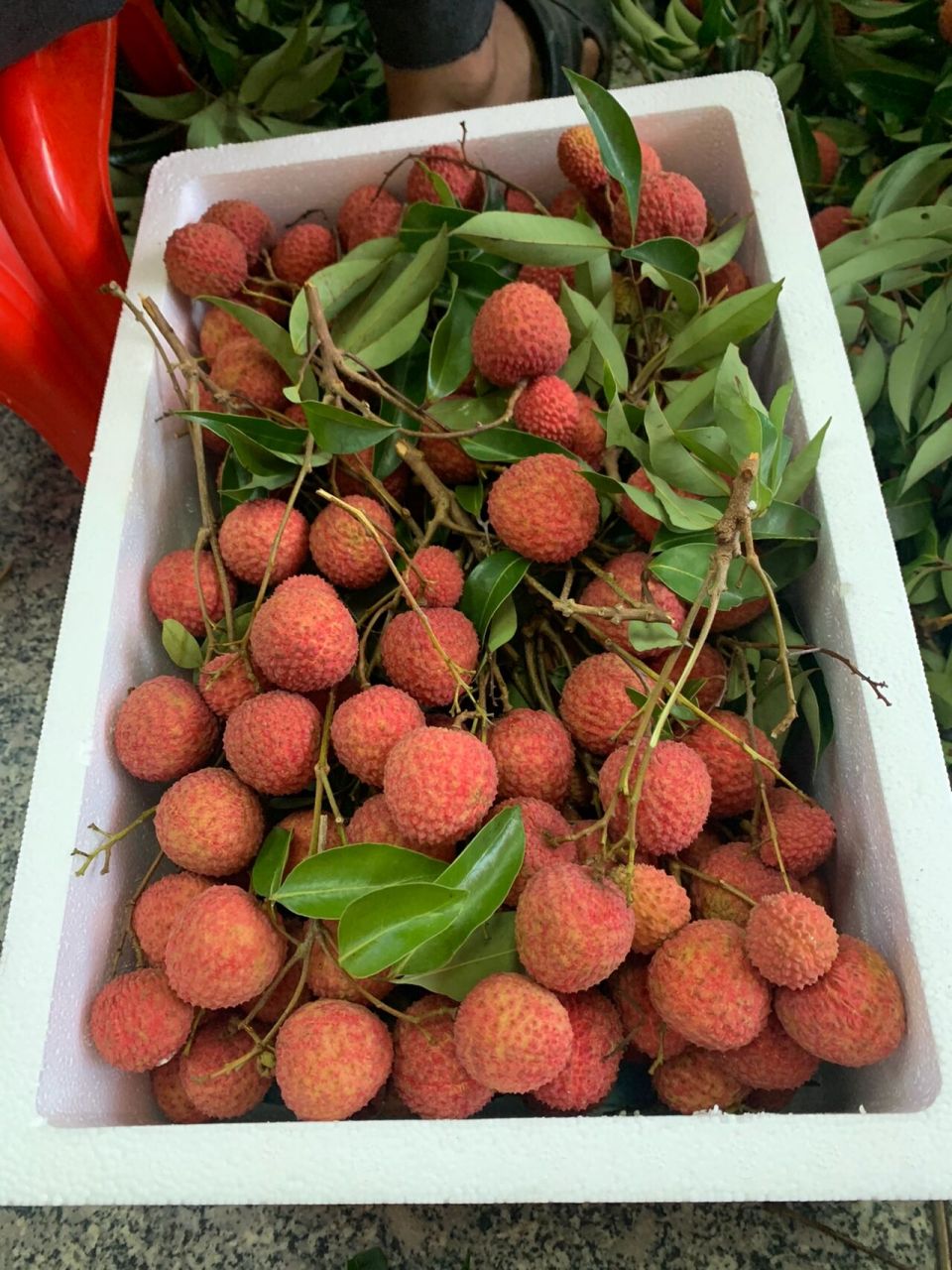 正宗从化温泉鸭头绿桂味荔枝水厅桂味上市 50年树龄鸭头绿桂味荔枝