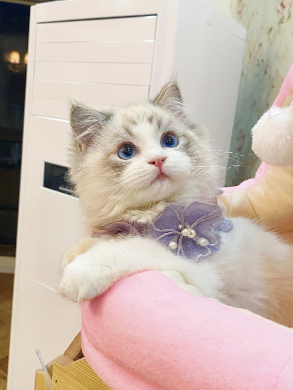 布偶猫 海山双 小怪兽一枚!