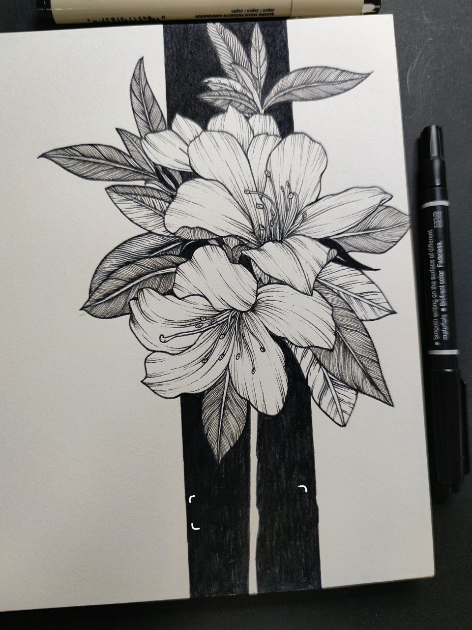 线描(79/100)花卉篇|杜鹃(附过程图) 杜鹃是中国三大自然野生名花之一