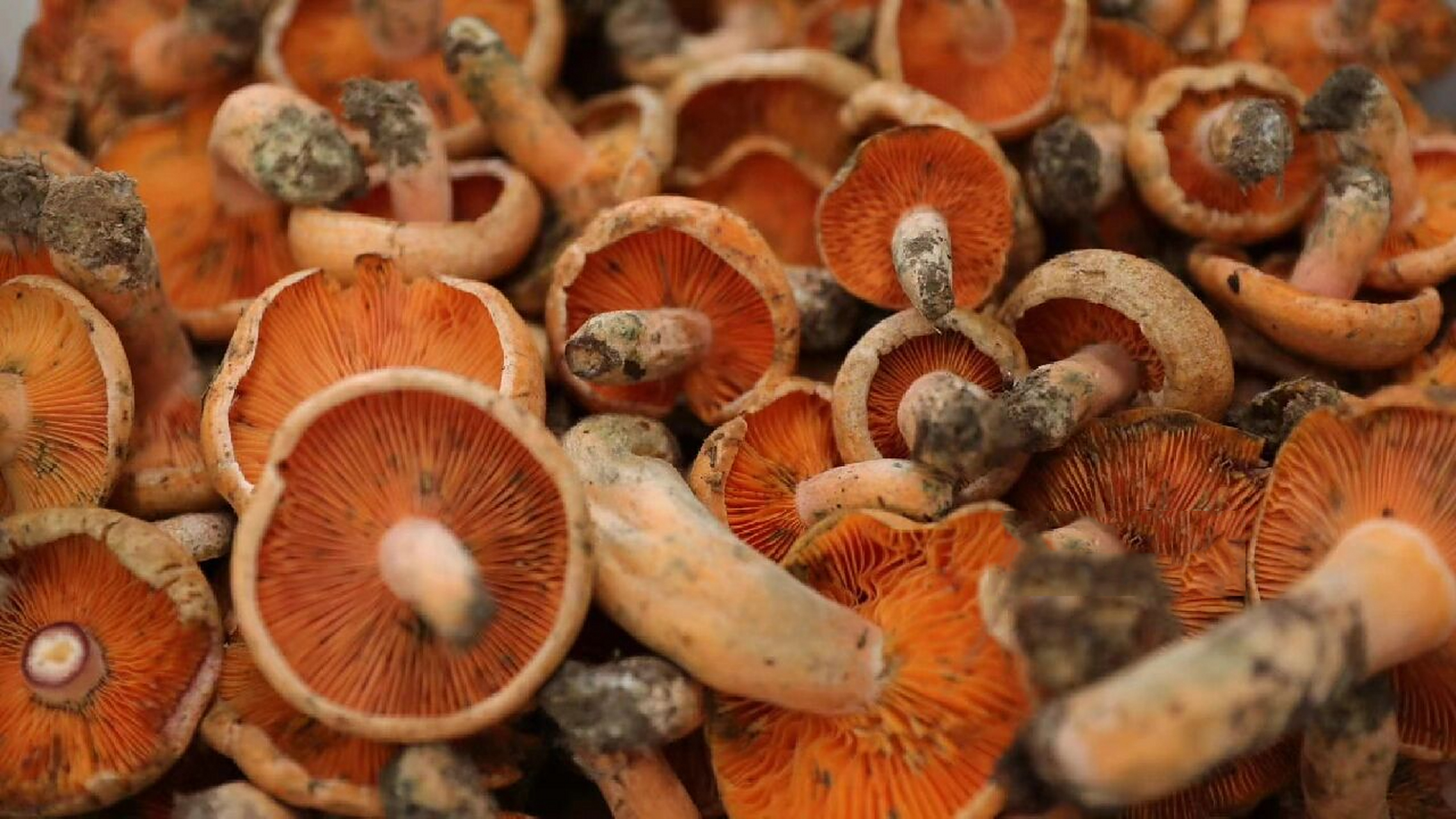 野生菌季节 谷熟菌96 【谷熟菌 】学名松乳菇,又称"谷黄菌","黄谷熟