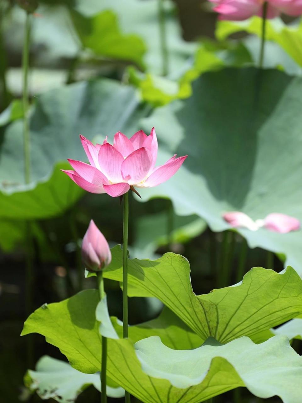 03荷花原图片03 949403039797 你静静地站在那里