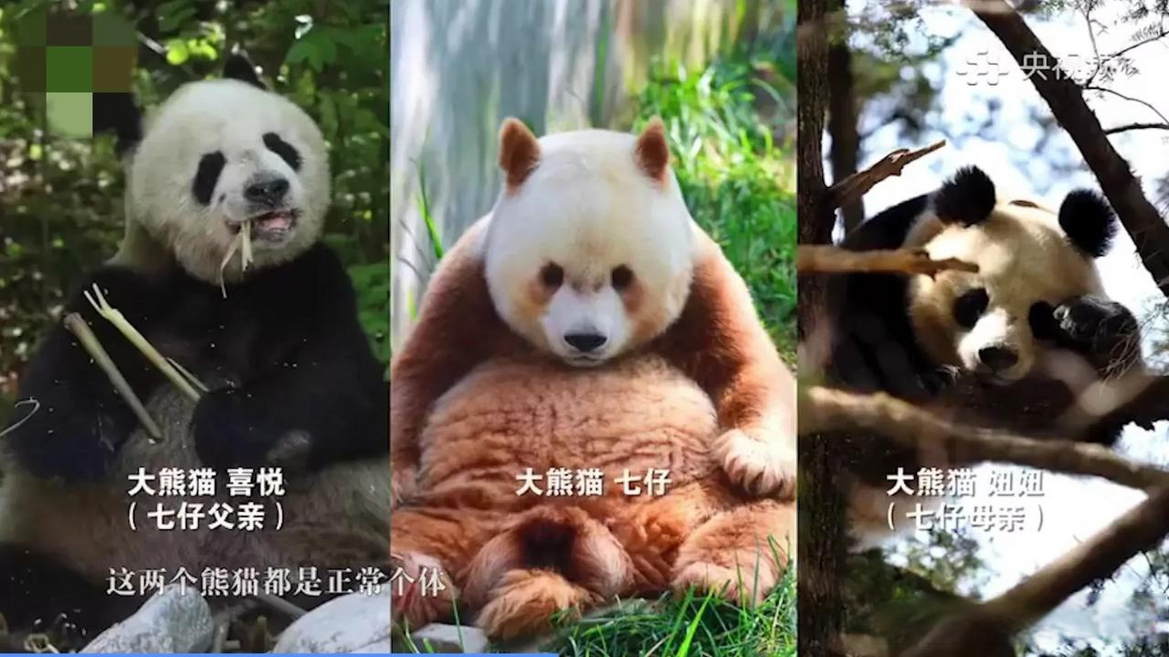 大熊猫七仔的女儿图片