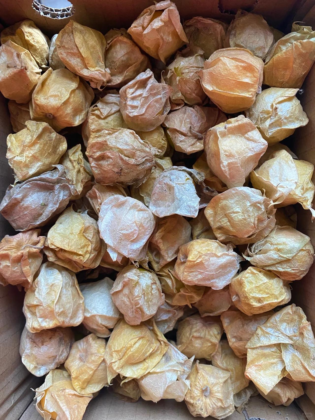 姑娘果/茹娘果?