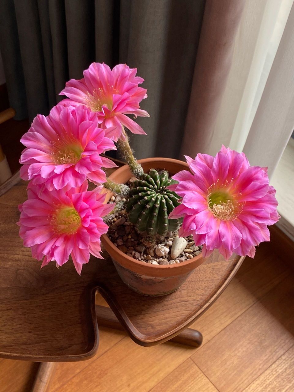 浓桃筋,据说它是仙人球界花友的"大众情人" 地位相当于月季里的果汁