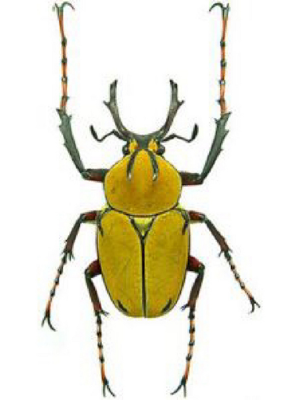 常见花金龟科普(2)-黄粉鹿角花金龟 比起第一篇的白