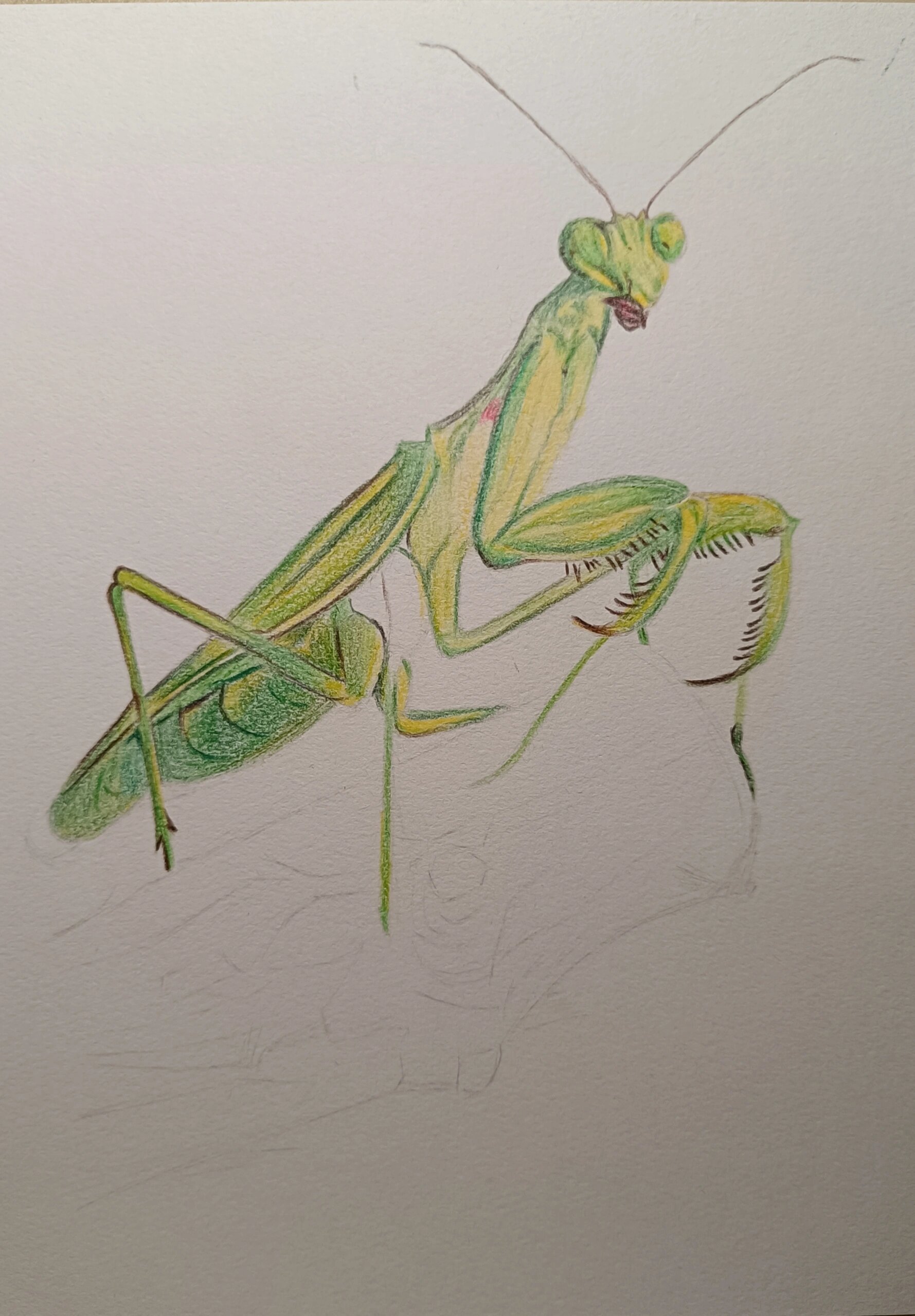 彩铅 - 螳螂 这个树干有些敷衍