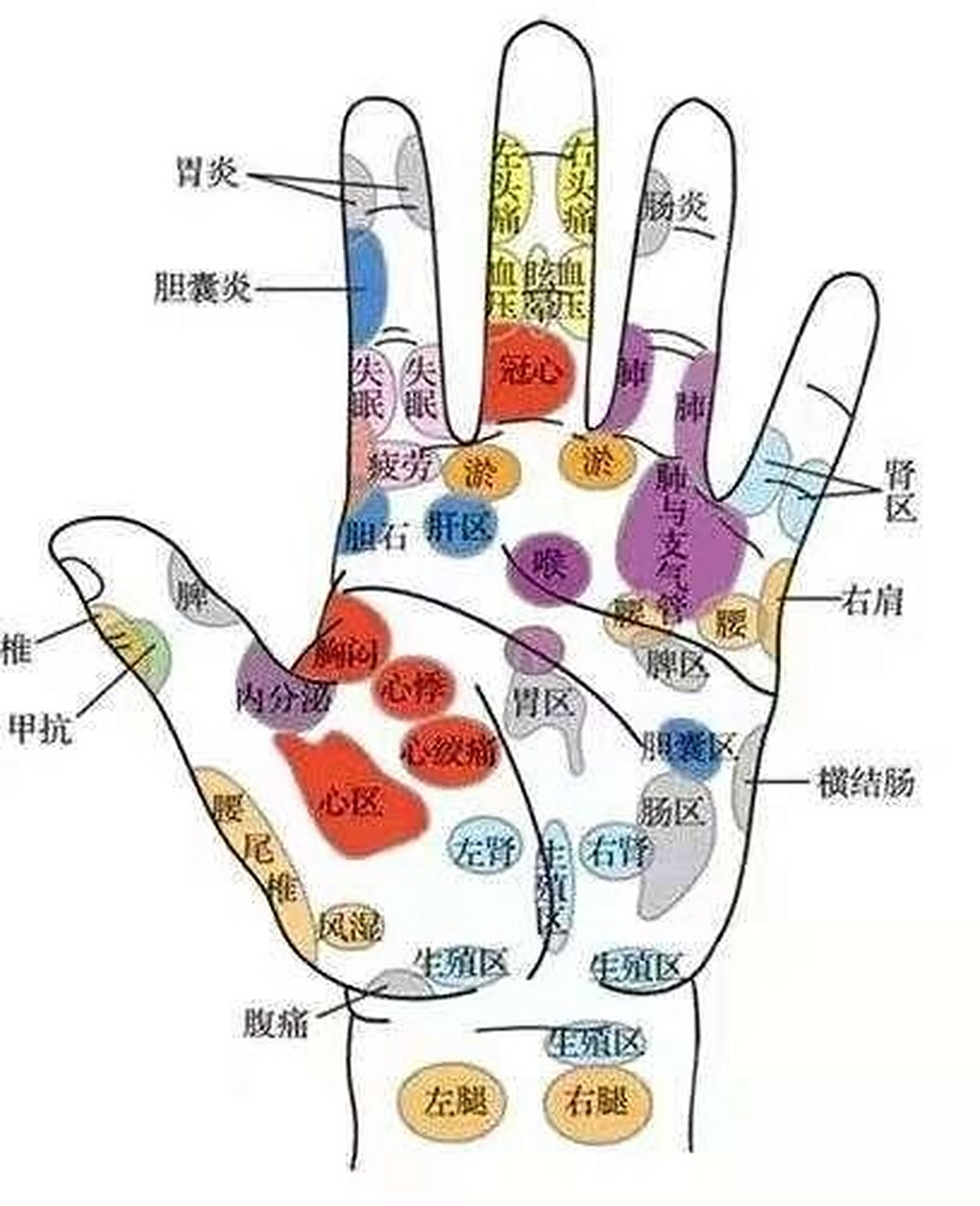 手诊图 手掌反射区  对照下  值得收藏哈