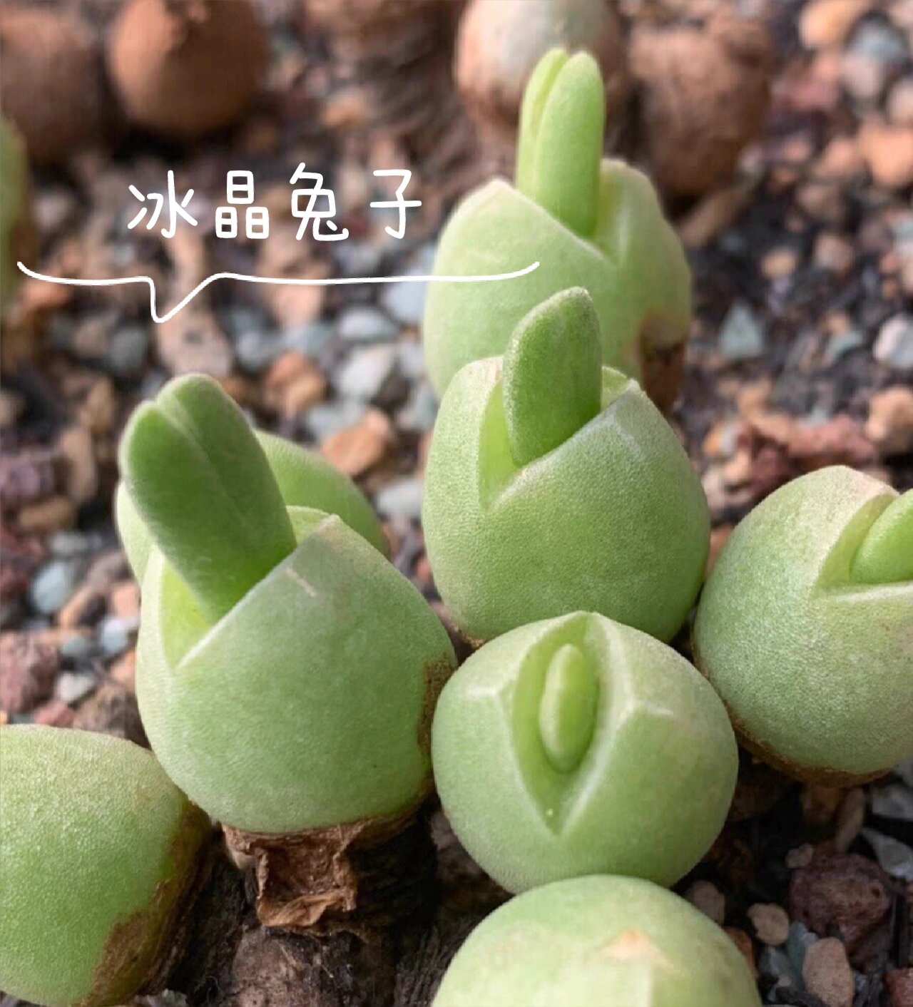 兔年小兔子多肉94