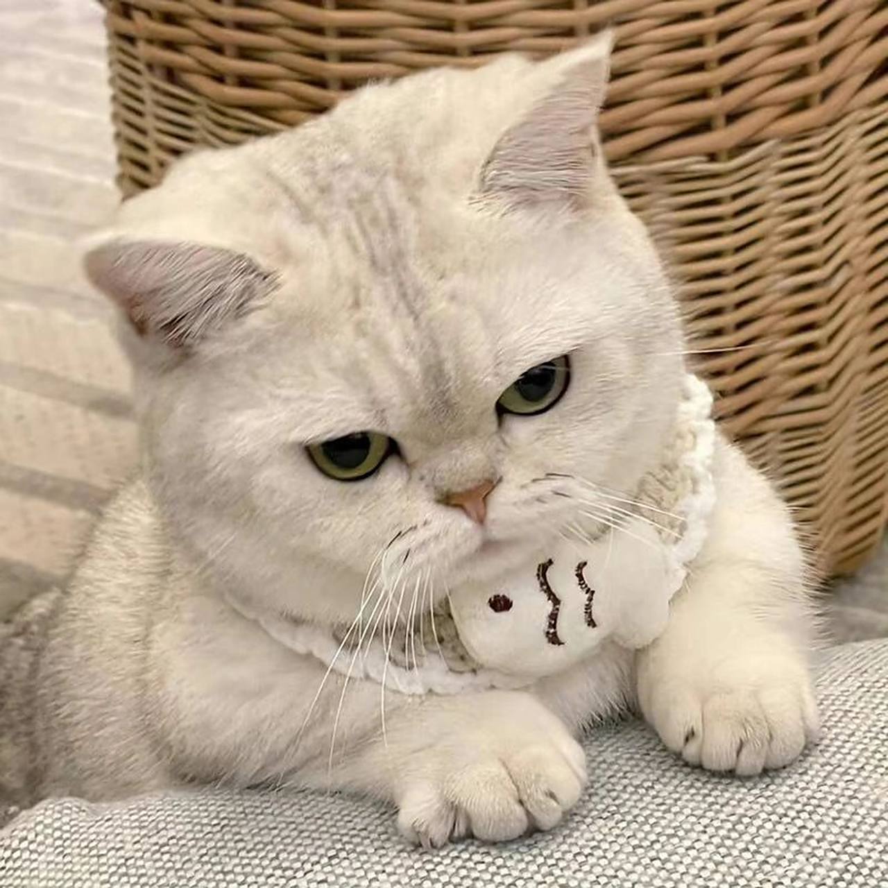 头像分享|猫咪 萌宠动物可爱 女生头像 #闺#蜜头像 #头像# #爱情# #我