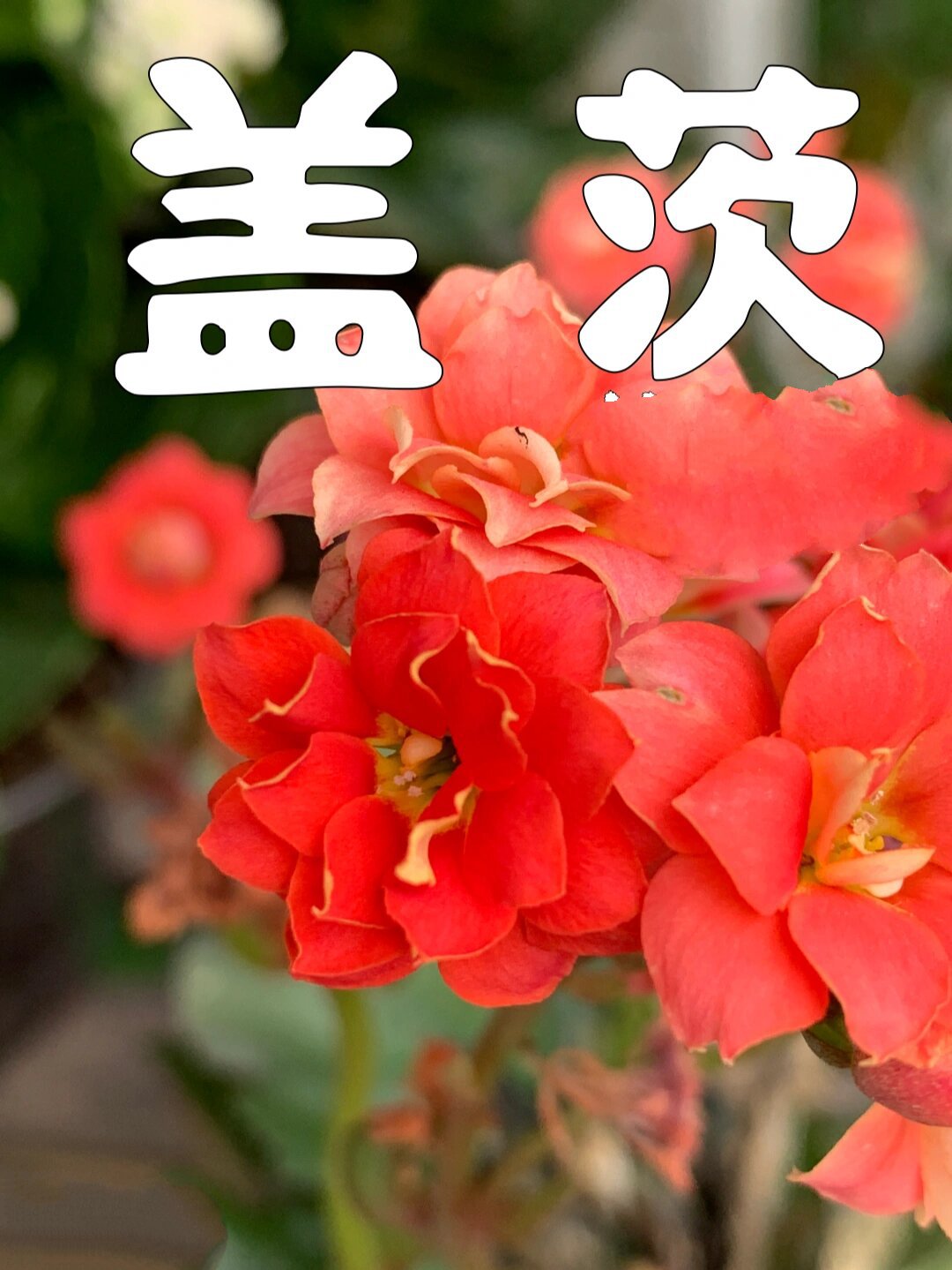 盖茨长寿花(33),西瓜红色