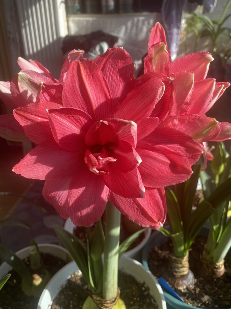 糖果仙女朱顶红 玫红色重瓣的经典品种,非常纯净的玫红色,无其他颜色