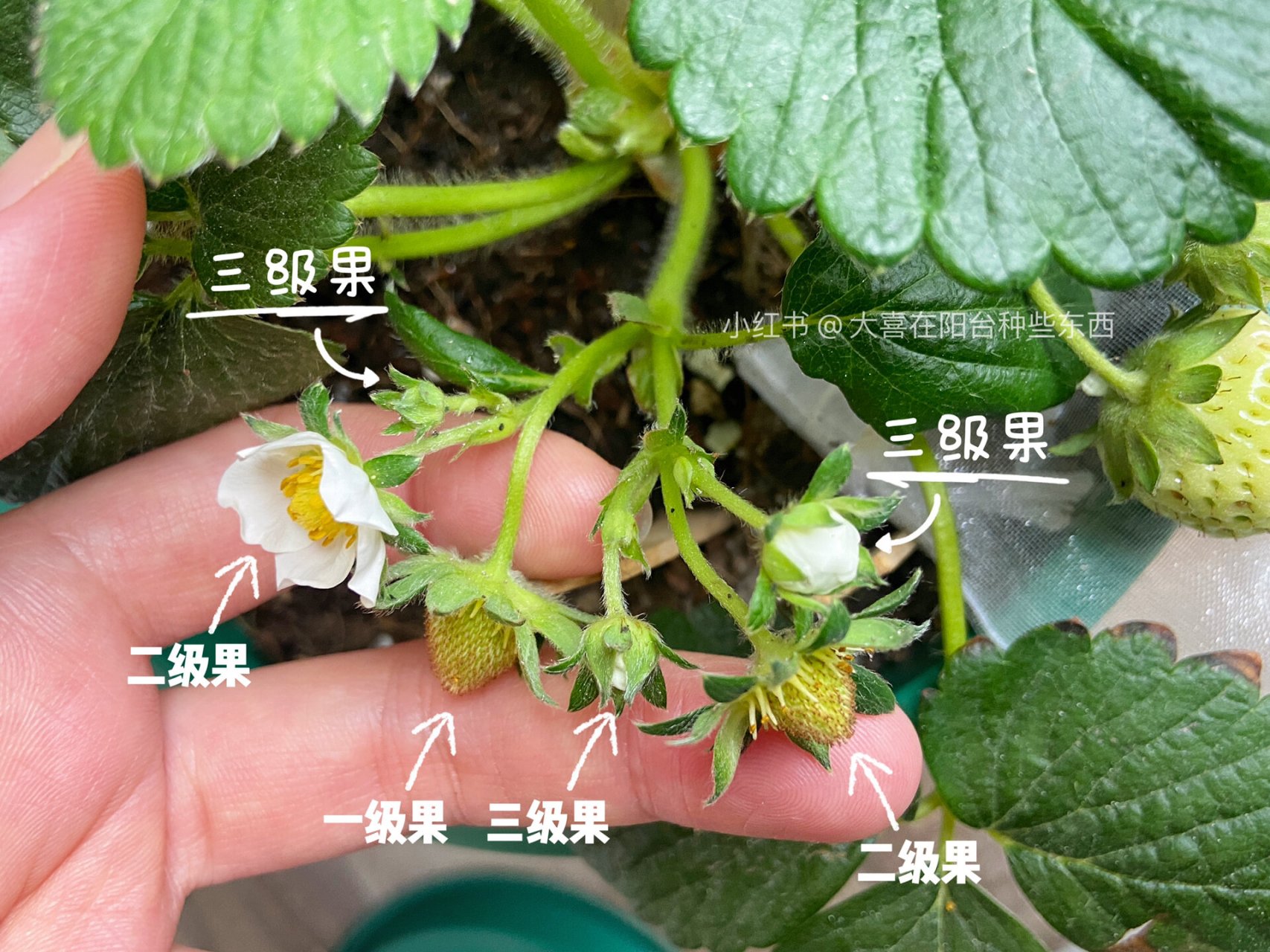 盆栽草莓种植,了解草莓花序,如何疏花疏果 今天来聊一下,草莓花序