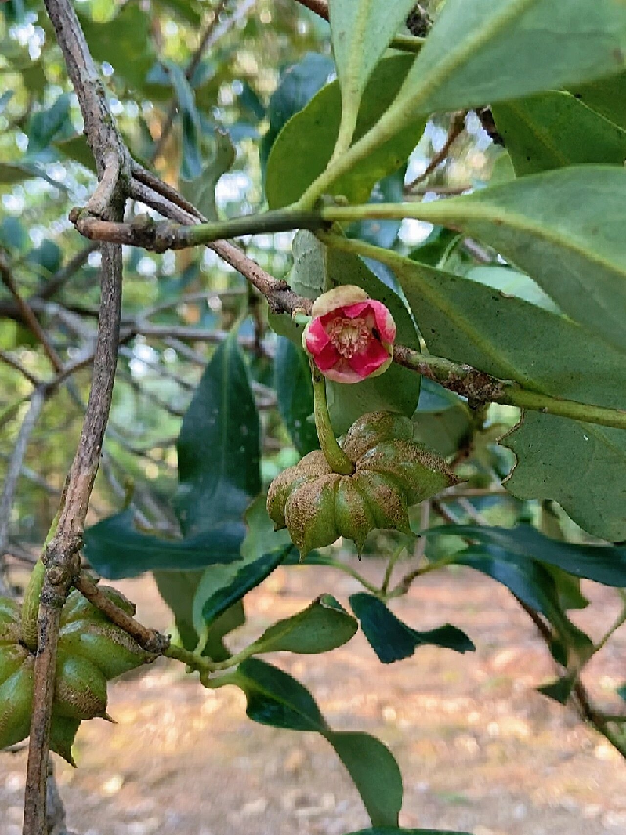 你们见过八角树吗?