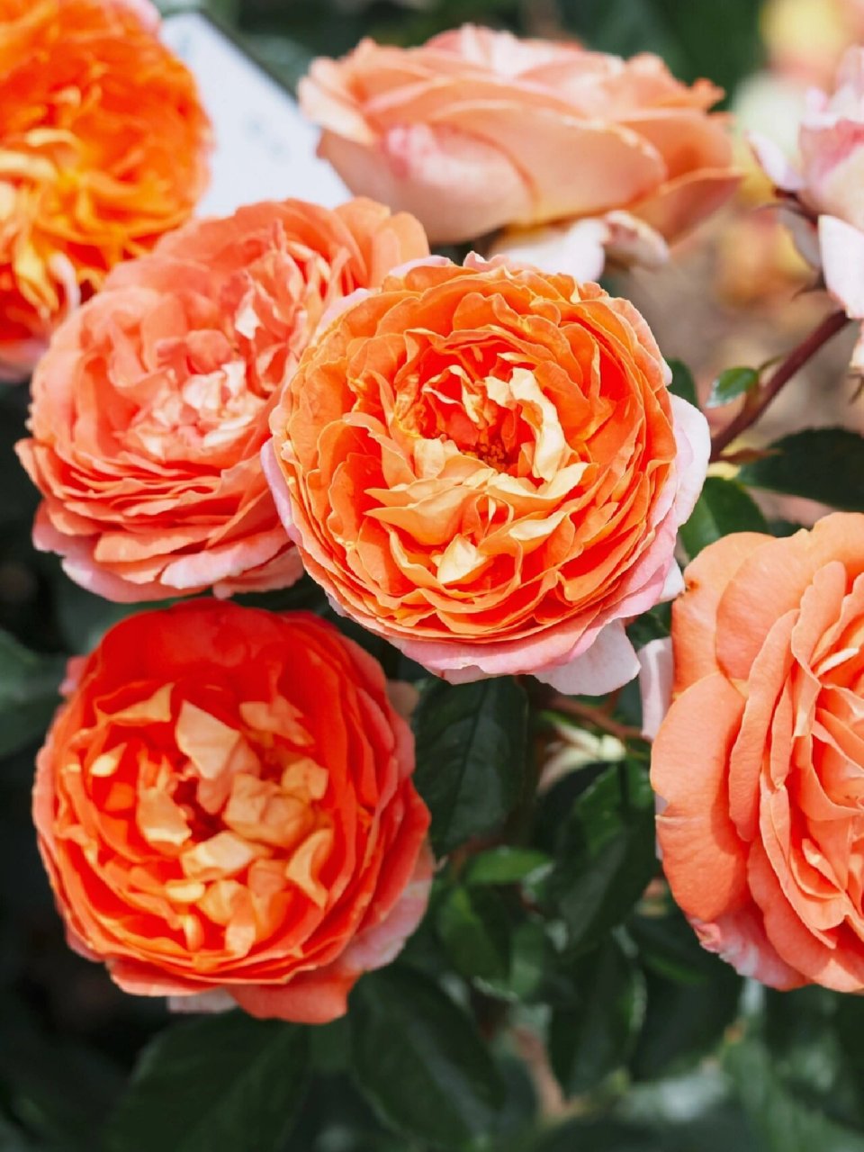 科德斯月季桑巴 科德斯月季桑巴samba03 花瓣正面橙红色且边缘