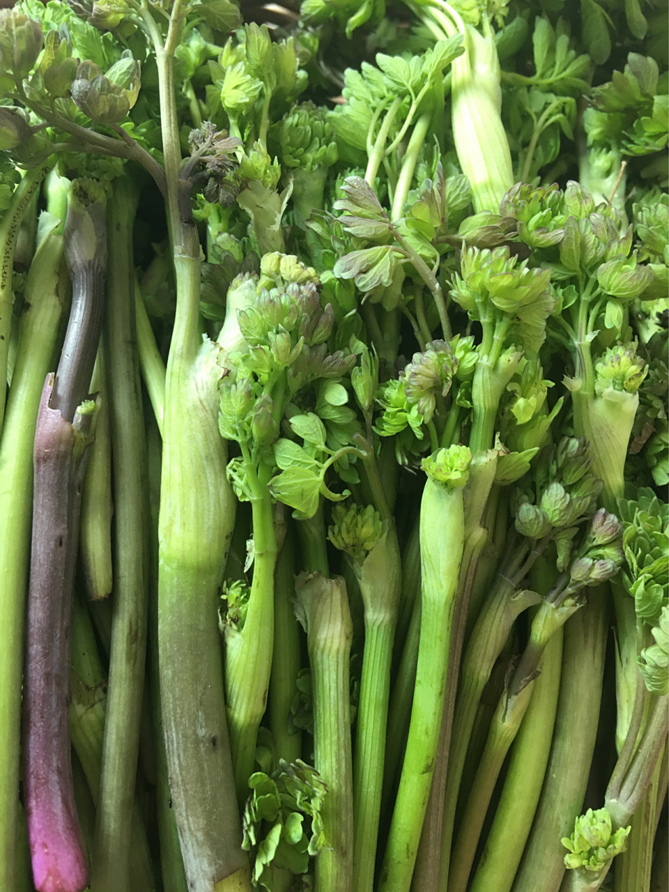 野生山菜"猫爪子" 东北人人都爱的野生山菜"猫爪子",我妈我姐和我一起