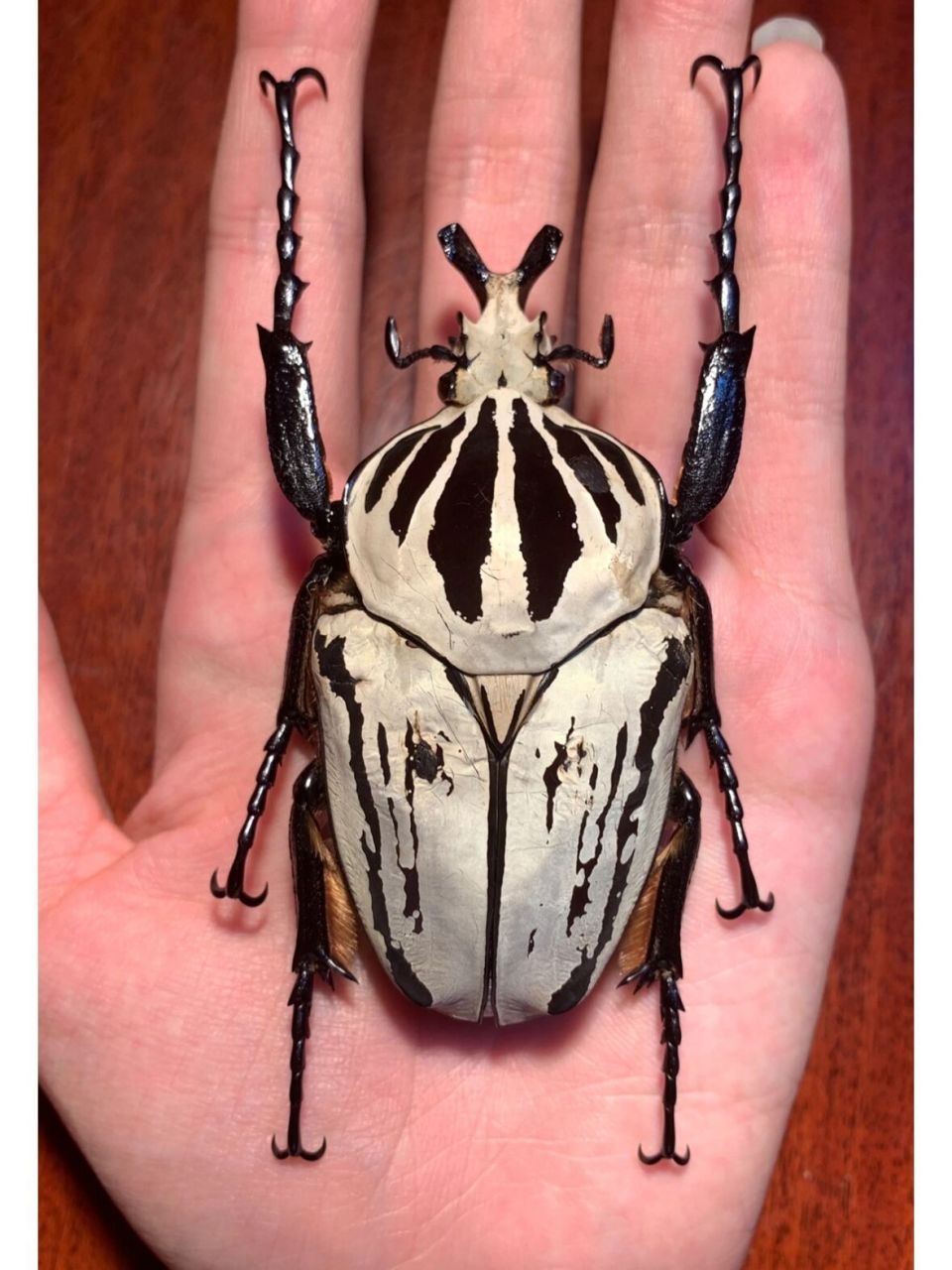 标本分享～ 大王花金龟gop亚种～ 人工饲养个体,原产地在非洲坦桑尼亚