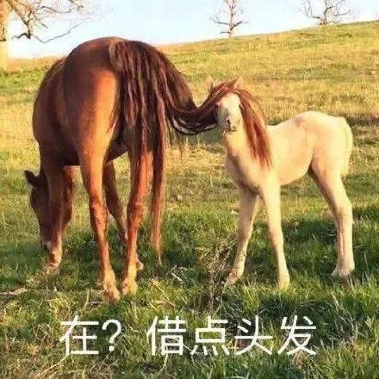 01秃头少女必备表情包 | 沙雕表情包 01谁懂呀谁懂呀 掉头发真的