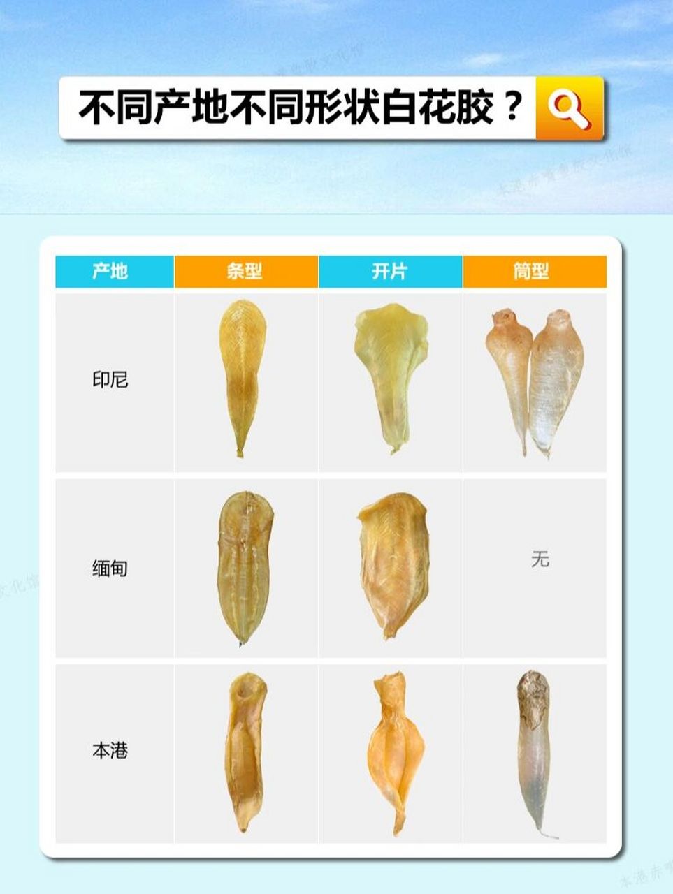 不同产地白花胶形状图片 白花胶也叫月子胶,贵妇胶