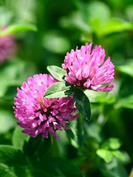 每日一花:红车轴草 红车轴草(trifolium pratense l.