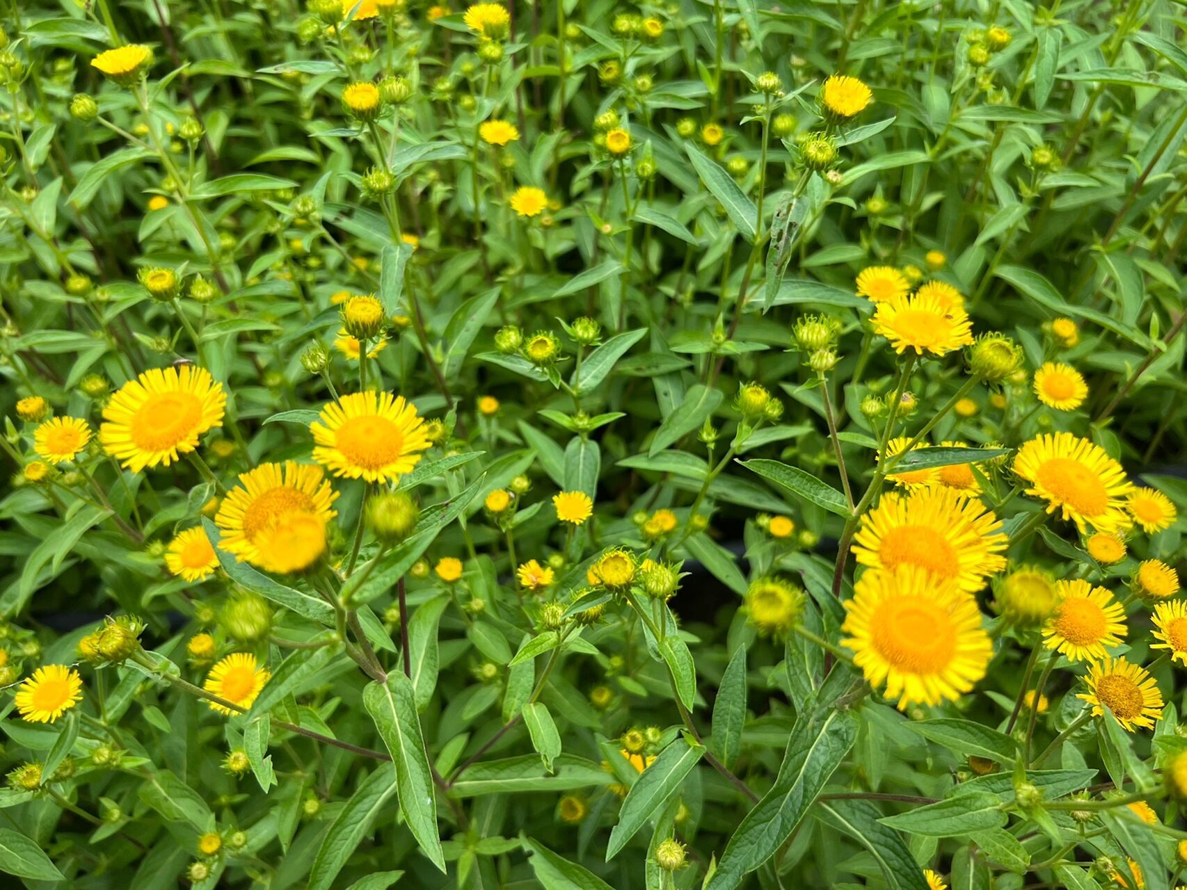 旋覆花～旋复花 旋覆花,又称旋复花,六月菊,药用植物,能治疗风寒咳嗽.