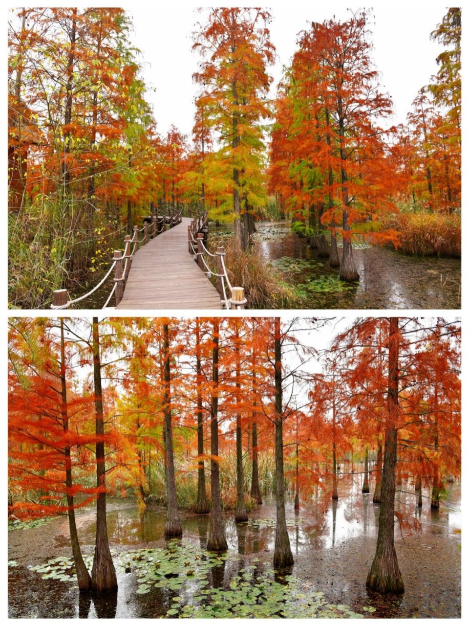 池杉湖湿地公园滁州图片