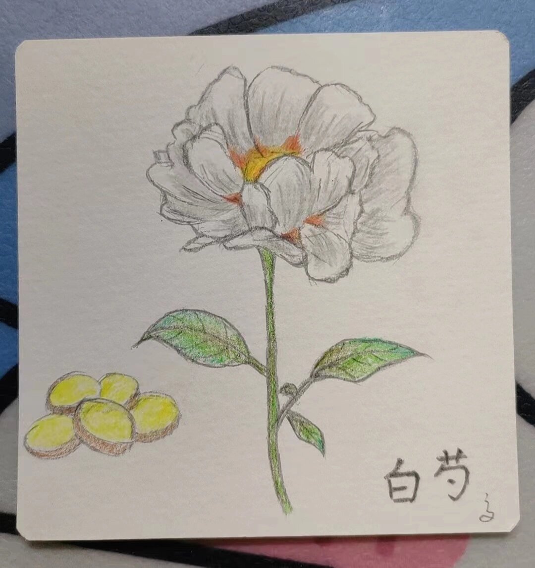 [每日一手绘]~白芍