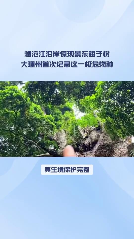 近日,云南省林业调查规划院大理分院联合永平金光寺省级自然保护区