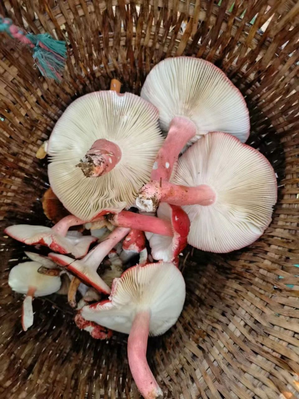 广西野生红蘑菇