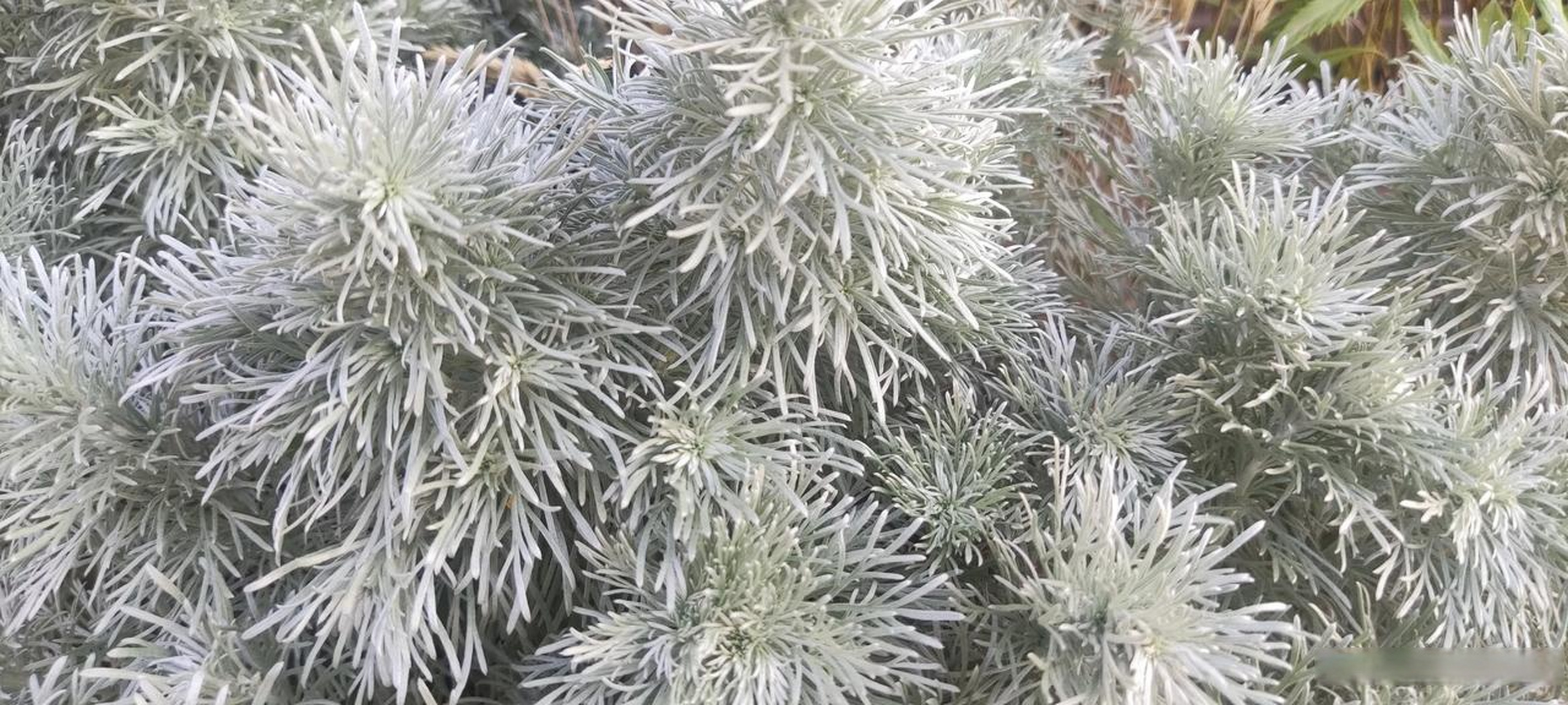 第一次在西安街头看到这种植物,叶子银色,毛茸茸一团