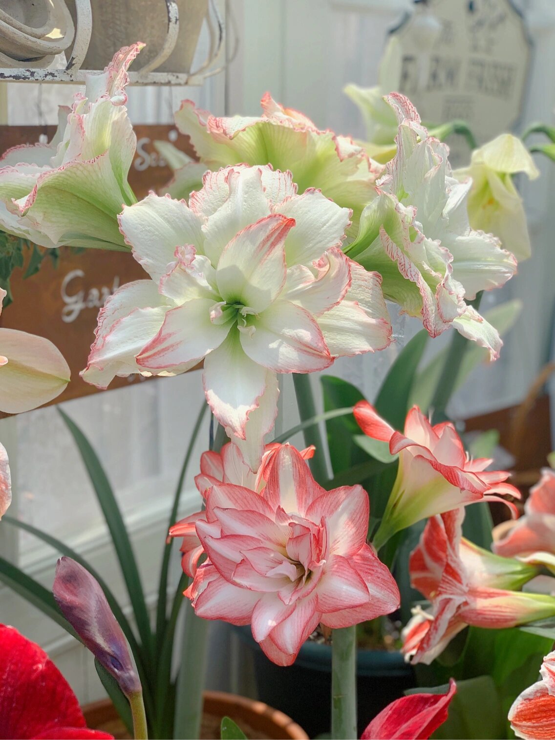 荷兰朱顶红:重瓣镶边石竹 大家喜欢的迷雾 杏色冰糕 焦点 雷诺娜 开始