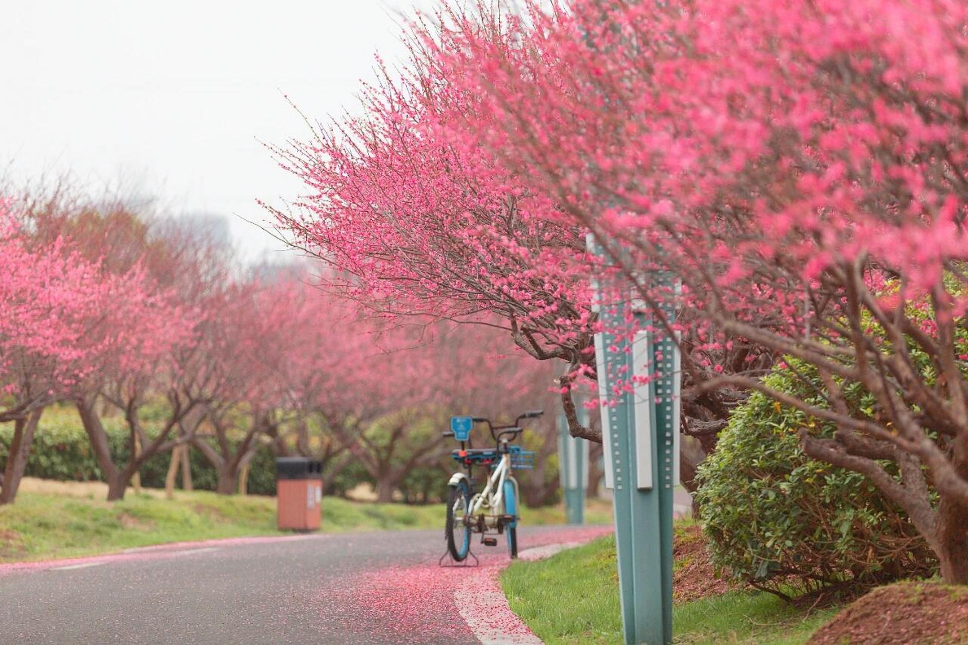 94漫步在梅花湾的小径上,梅花香气扑鼻而来,让人