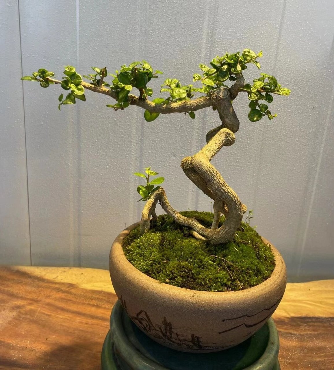 每日认识一种盆栽(1)海南博兰 一手托茶台小品:【78海南博兰00】