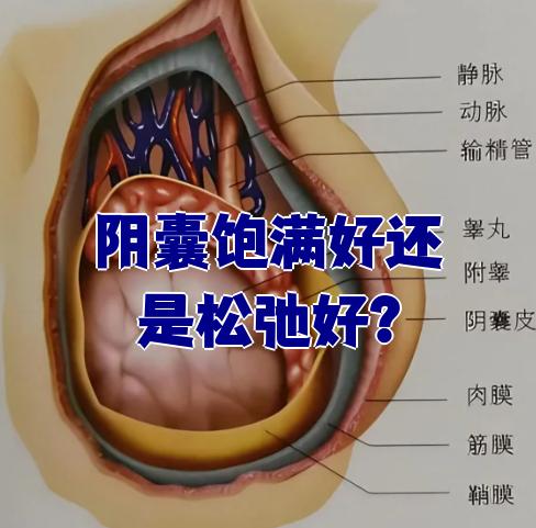 阴囊会变松弛, 正常睾丸下垂图片阴囊图片不正常阴囊下垂图睾丸下垂