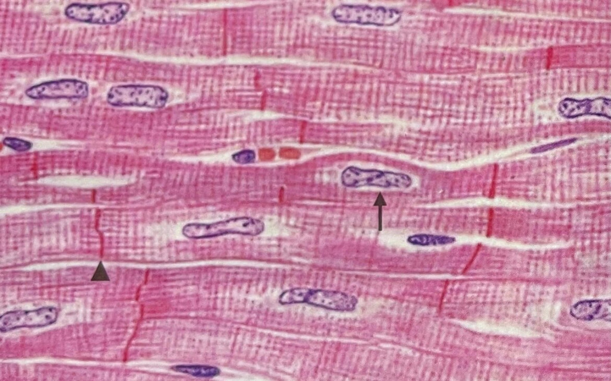 组胚绘图3-心肌纤维(纵切面)