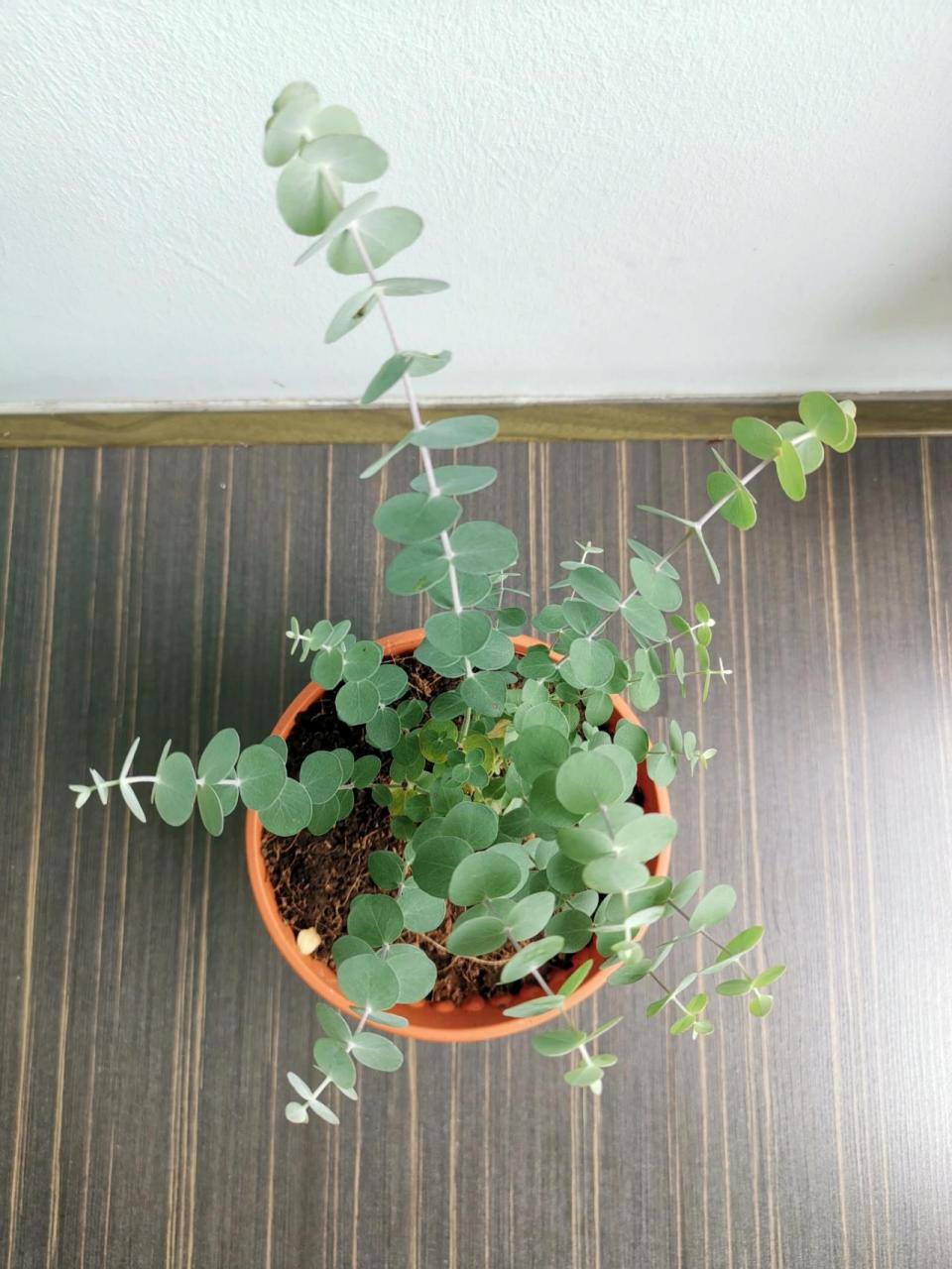 尤加利 eucalyptus 好友送了一棵圆叶尤加利给我,新的挑战94 喜欢它