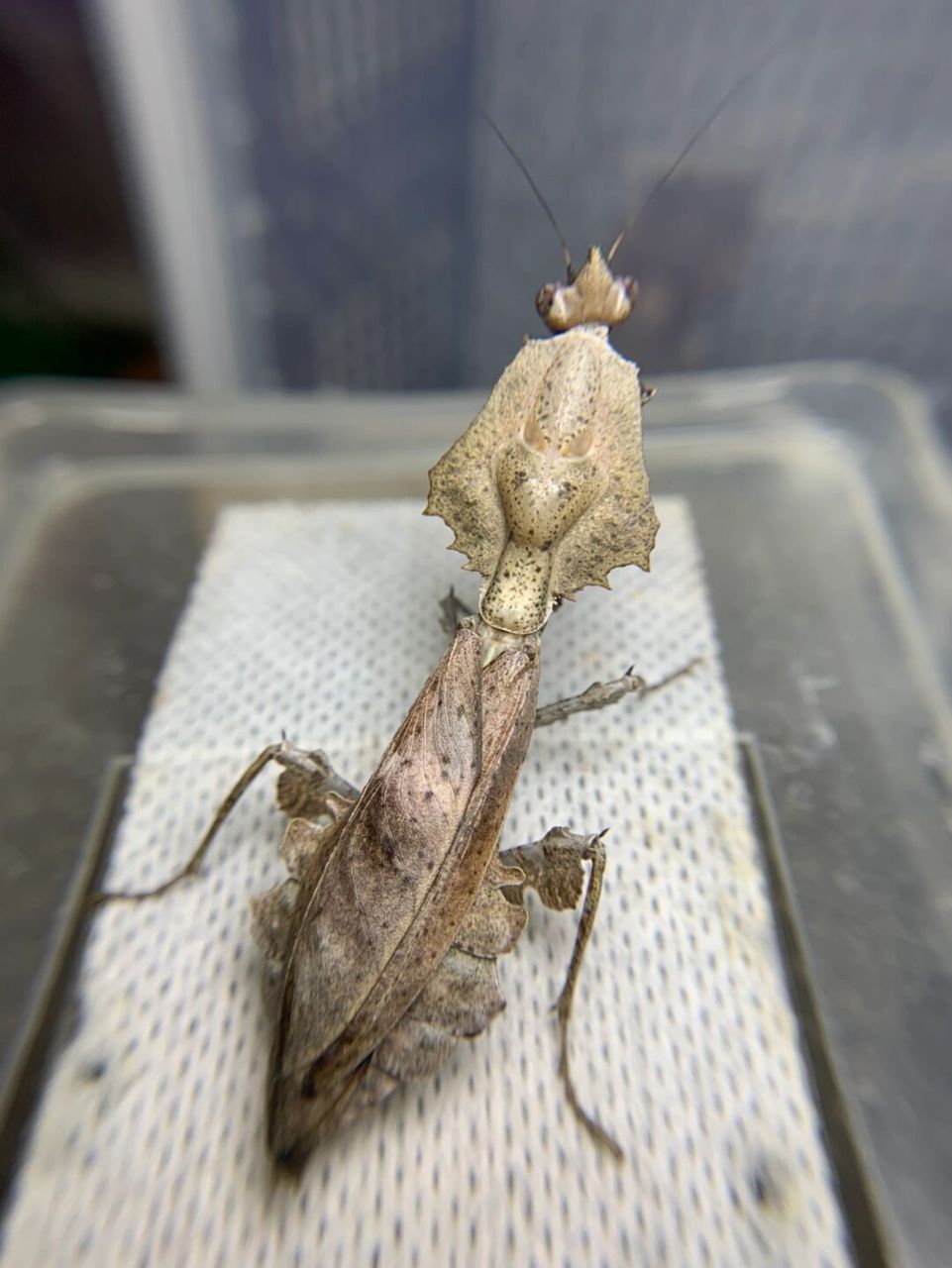 威吓 感觉头加背板正面看起来好像刺客信条的兜帽,超级酷[得意]#螳螂