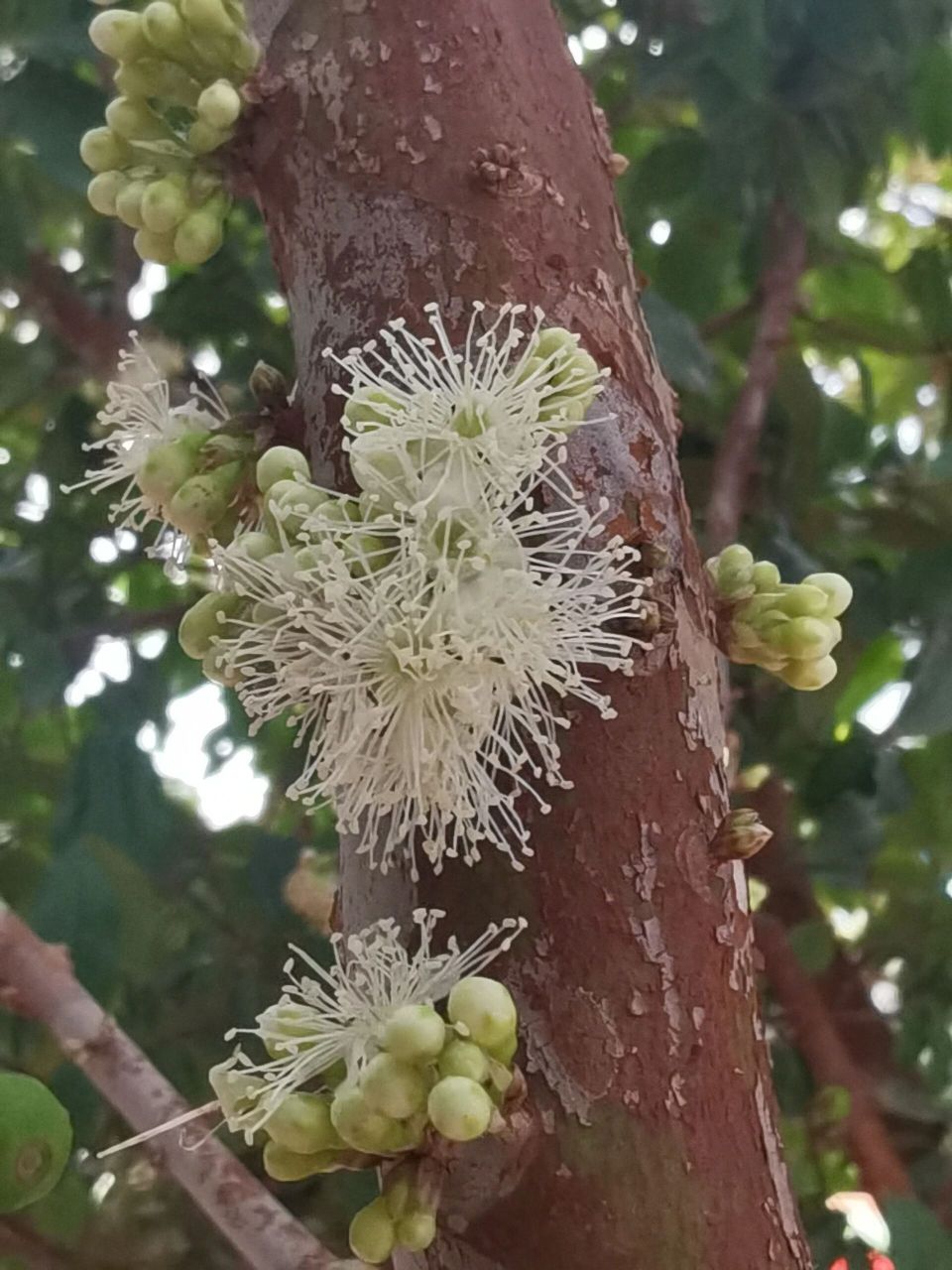 kausel 别名:珍宝果,树葡萄,小硕果 神奇植物嘉宝果,果与花都在树干