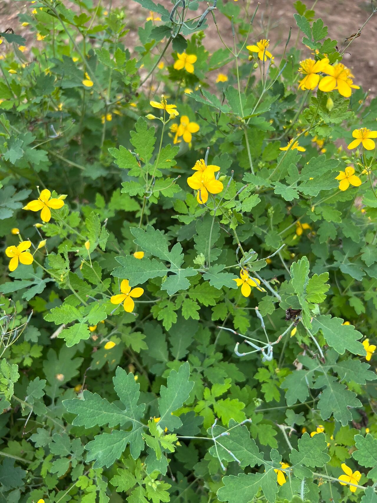 白屈菜～又名断肠草,罂粟科,全草入药