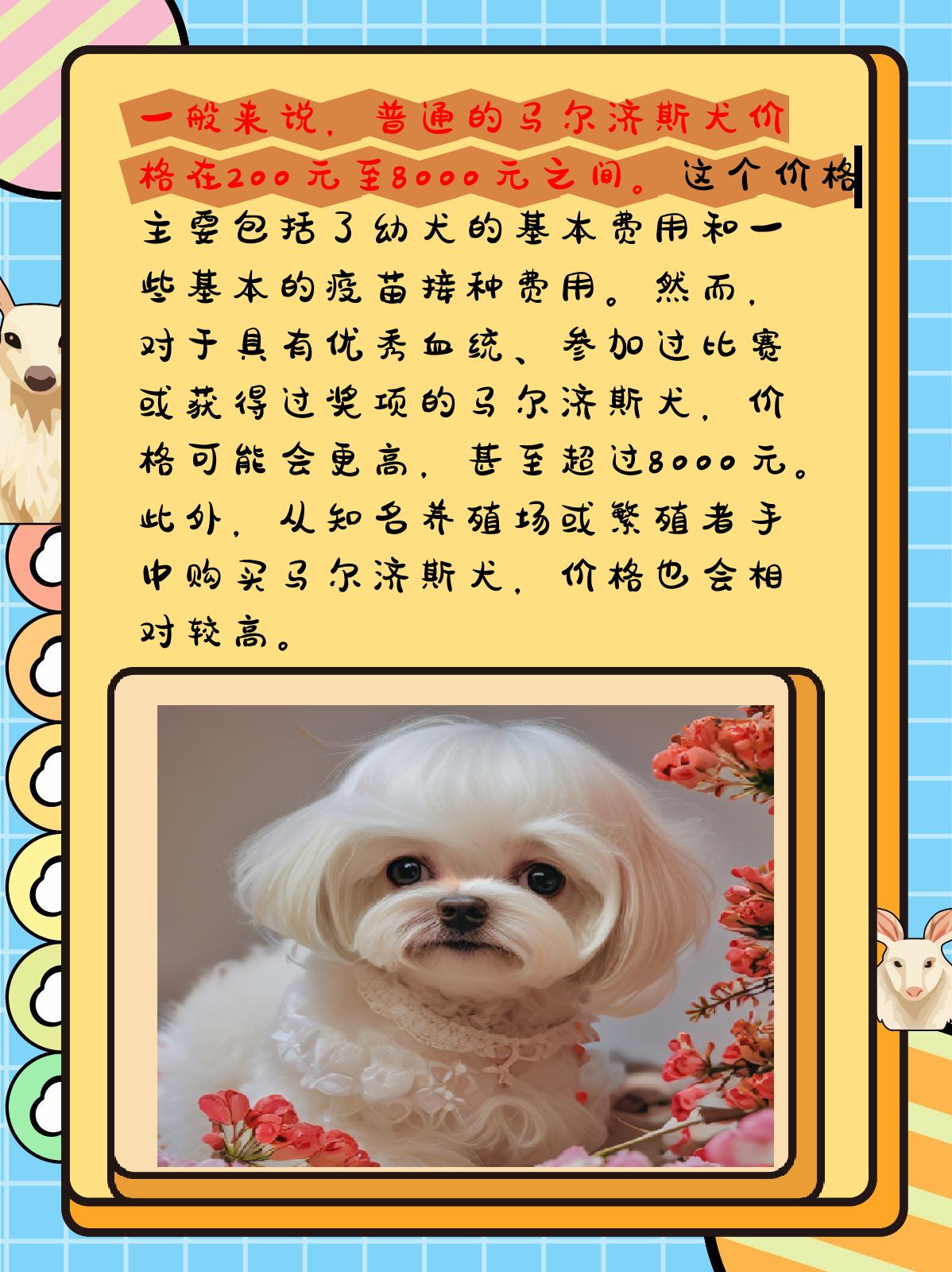 马尔济斯犬多少钱一只
