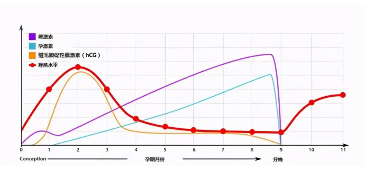 怀孕雌激素的变化是怎样的?