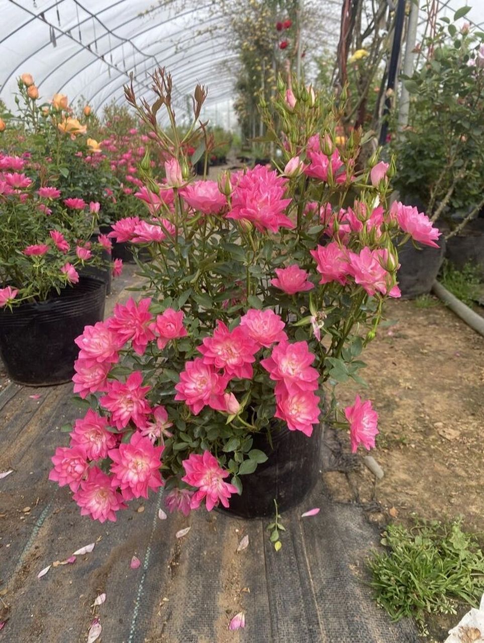 月季第2弹——天荷繁星 天荷繁星是一款蔷薇科的木本植物,在日本诞生